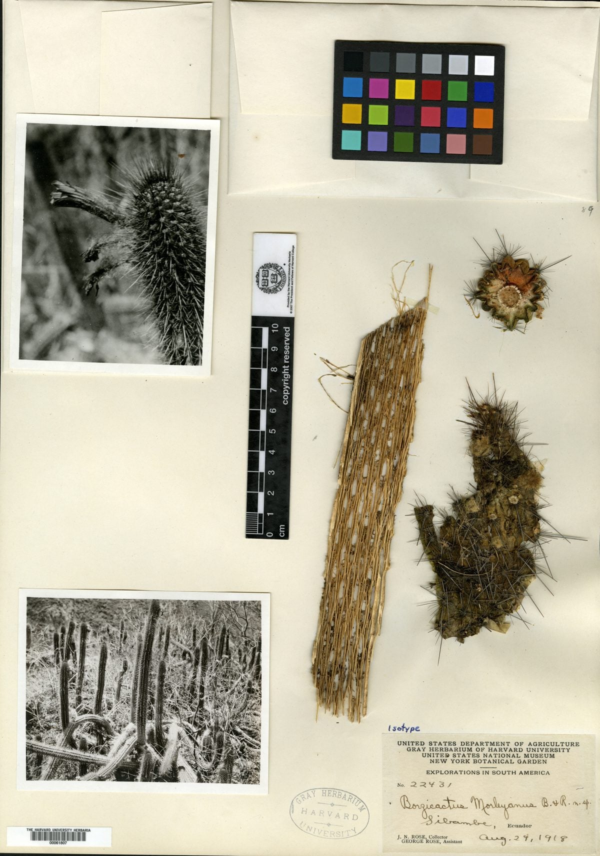 Borzicactus morleyanus
