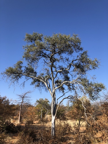 Boscia albitrunca (Shepherd’s tree) — photo