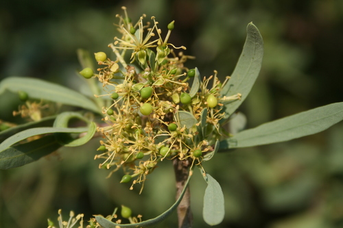 Boscia albitrunca (Shepherd’s tree) — photo