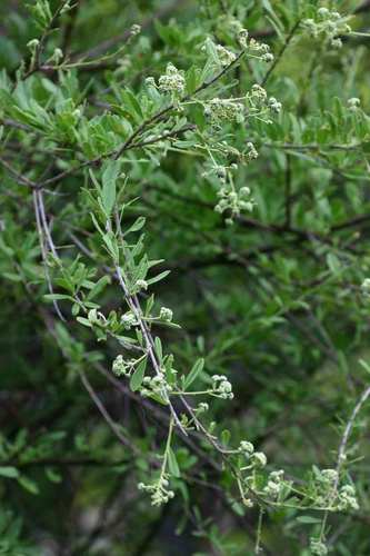 Boscia angustifolia (Rough-leaved shepherd's tree) — photo