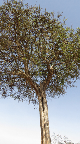 Boscia angustifolia (Rough-leaved shepherd's tree) — photo