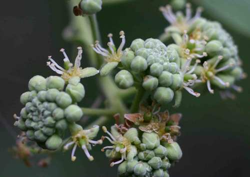 Boscia angustifolia