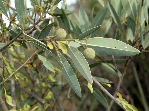 Boscia coriacea