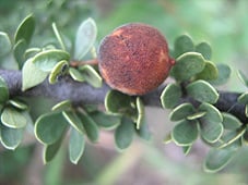 Boscia foetida (Smelly boscia) — photo