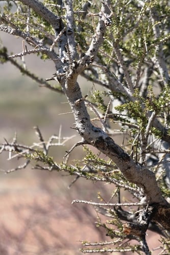 Boscia foetida (Smelly boscia) — photo