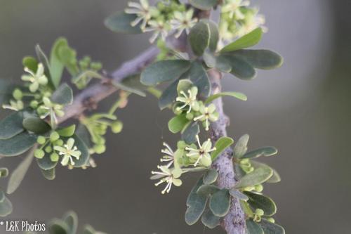 Boscia foetida