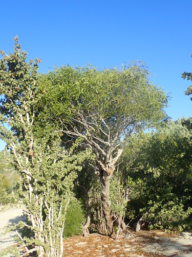 Boscia longifolia — photo