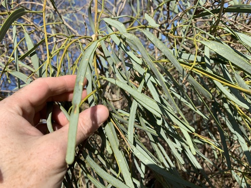Boscia longifolia — photo