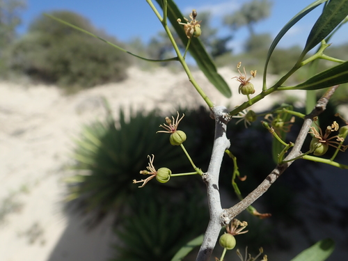 Boscia longifolia