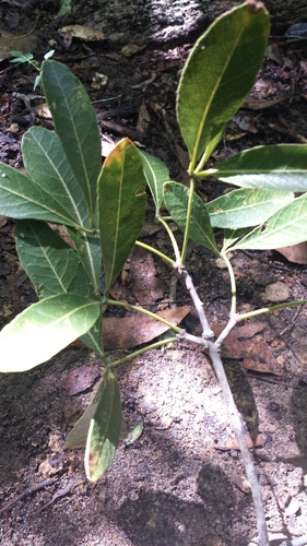 Boscia madagascariensis — photo