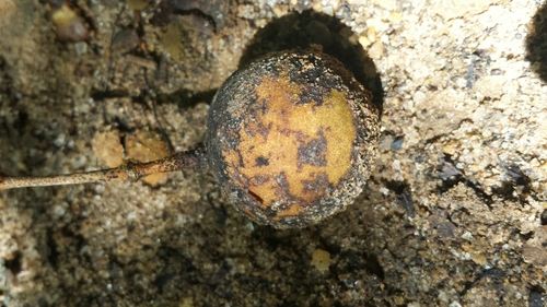 Boscia madagascariensis — photo