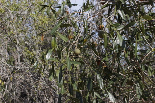 Boscia madagascariensis