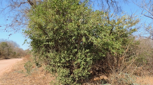 Boscia mossambicensis (Broad-leaved shepherd's tree) — photo