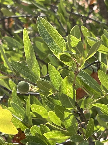 Boscia mossambicensis