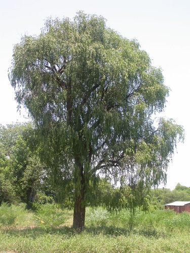 Boscia salicifolia (Willowed-leaved Boscia) — photo