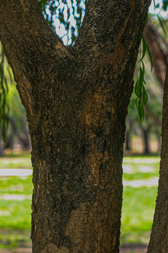 Boscia salicifolia (Willowed-leaved Boscia) — photo