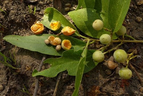 Boscia salicifolia