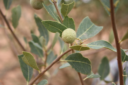 Boscia senegalensis (Dila) — photo