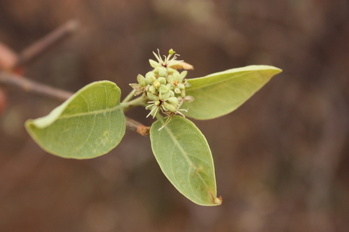 Boscia senegalensis (Dila) — photo