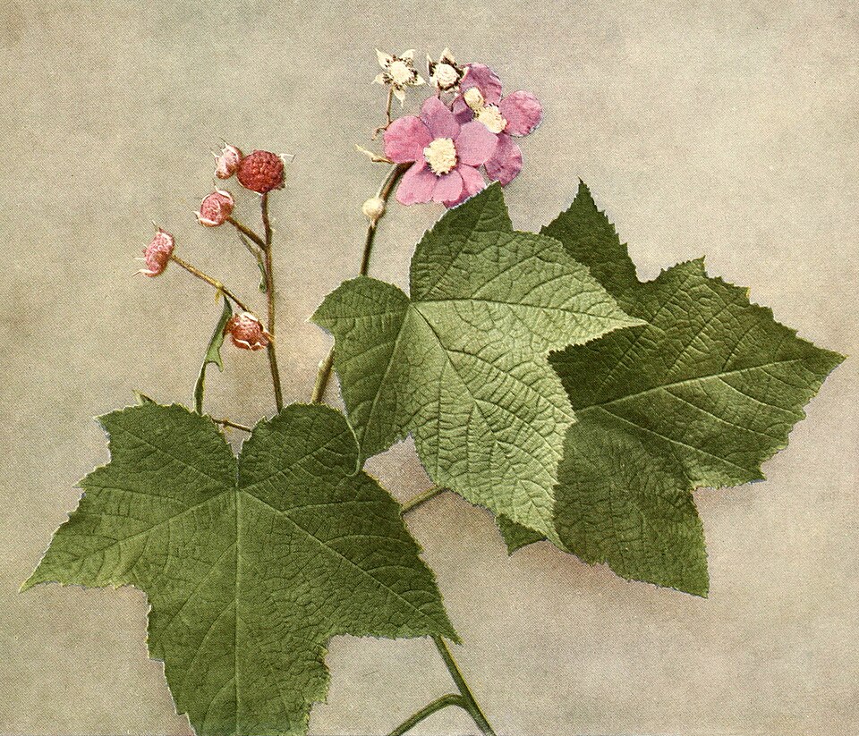 Bossekia odorata (Purple-flowering raspberry) — photo
