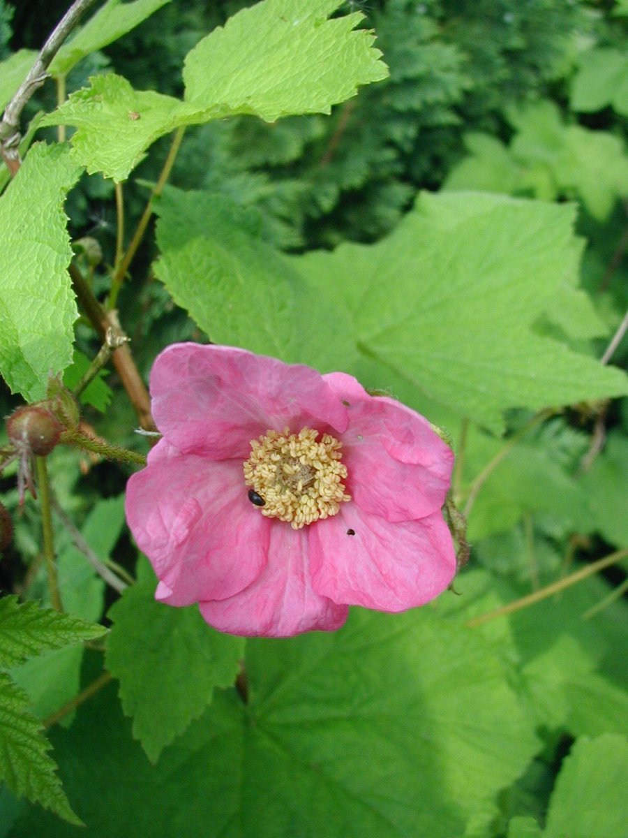 Bossekia odorata