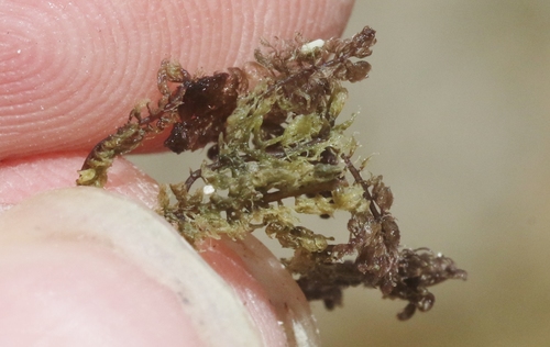 Bostrychia tenella — photo