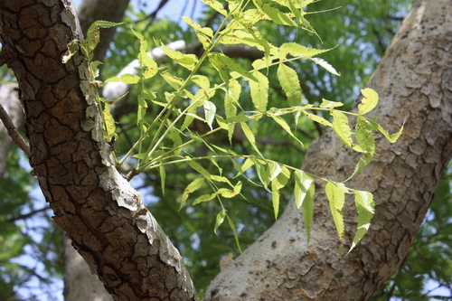 Boswellia dalzielii (Frankincense tree) — photo