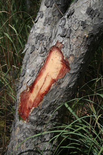 Boswellia dalzielii (Frankincense tree) — photo