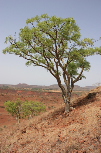 Boswellia dalzielii