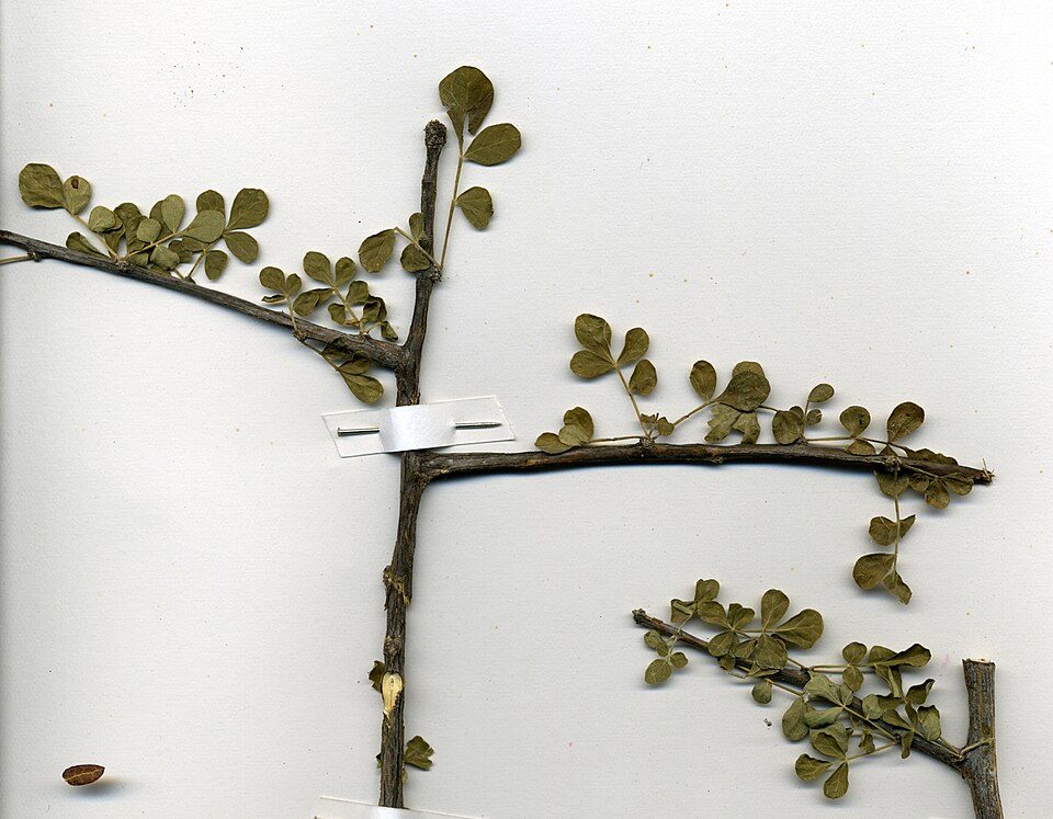 Boswellia microphylla