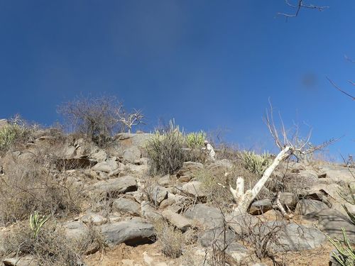 Boswellia neglecta