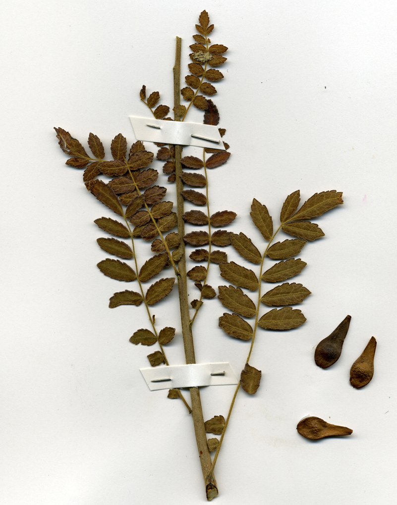 Boswellia rivae