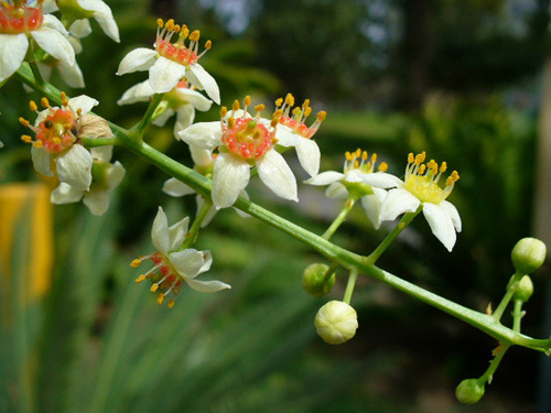 Boswellia sacra (Frankincense) — photo