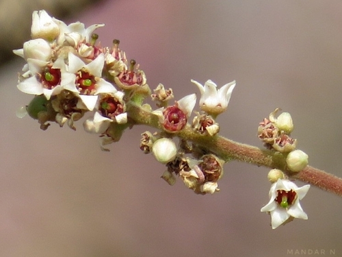 Boswellia serrata (Indian frankincense) — photo