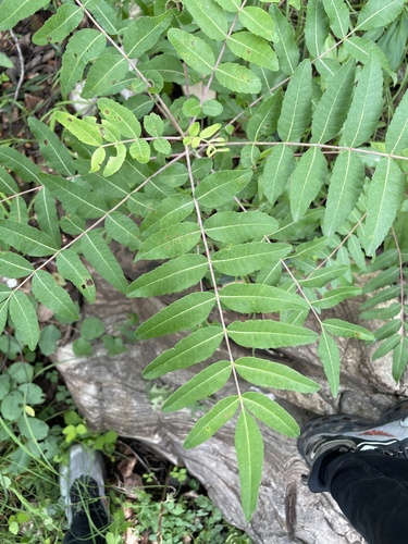 Boswellia serrata (Indian frankincense) — photo