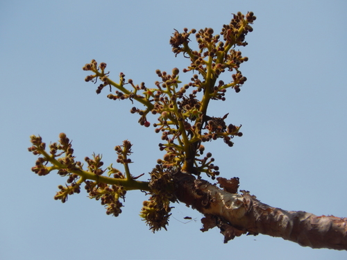 Burseraceae
