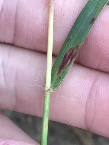 Bothriochloa insculpta — photo