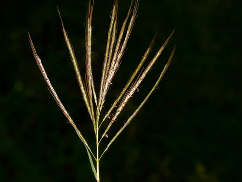 Bothriochloa insculpta — photo