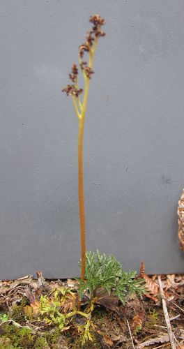 Botrychium australe (Parsley fern) — photo