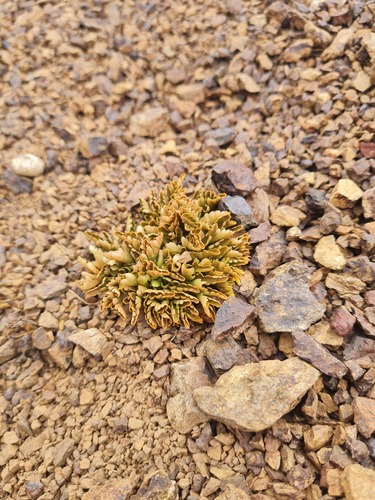 Botrychium australe (Parsley fern) — photo