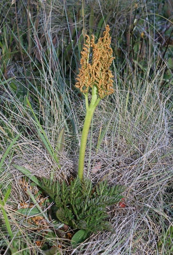 Botrychium australe