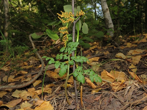 Botrychium ternatum (Fern) — photo