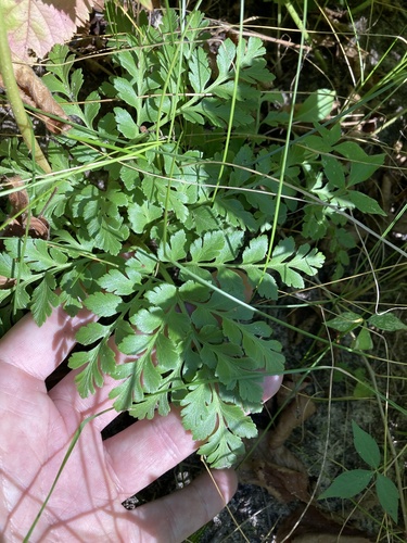 Botrychium ternatum (Fern) — photo
