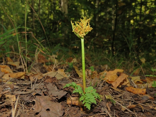 Botrychium ternatum