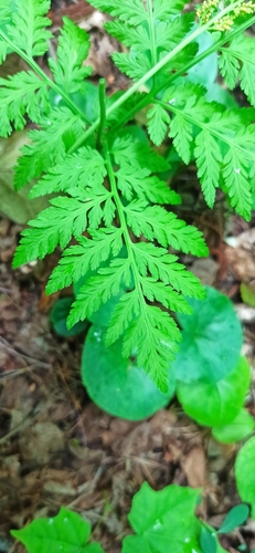 Botrychium virginianum (Rattlesnake fern) — photo