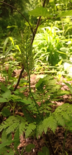Botrychium virginianum (Rattlesnake fern) — photo
