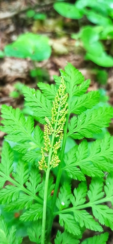Botrychium virginianum