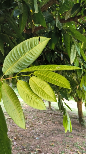 Bouea macrophylla (Maprang) — photo