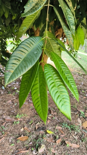Bouea macrophylla