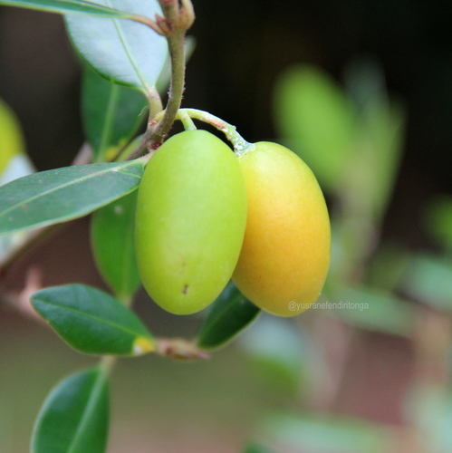 Bouea oppositifolia (Plum mango) — photo